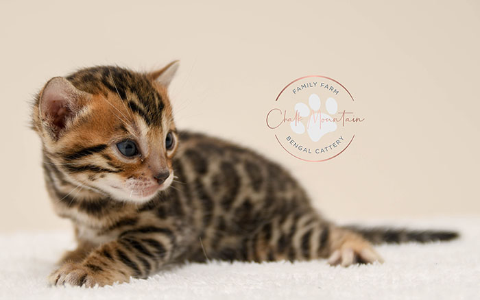 Bengal kitten for sale